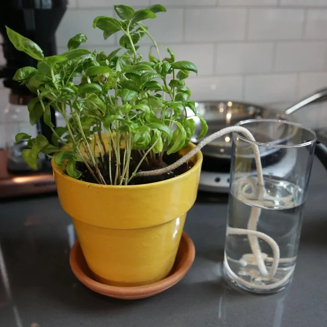 Arroseur pour plantes