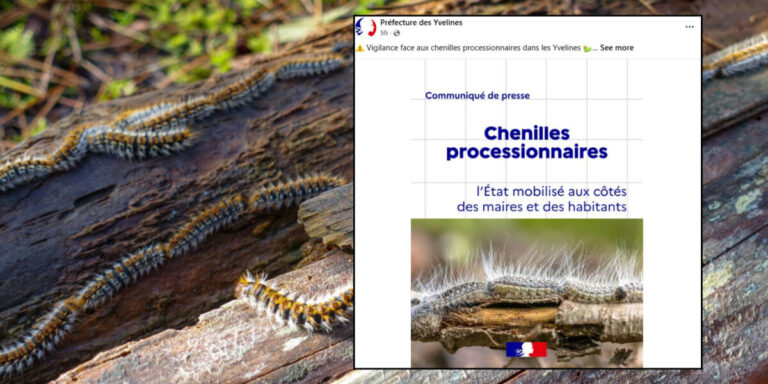 Épidémie de chenille processionnaire en Île-de France liée aux fortes chaleurs