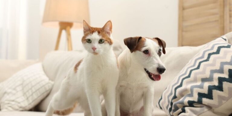 L&rsquo;UE approuve une nouvelle législation pour les chats et les chiens