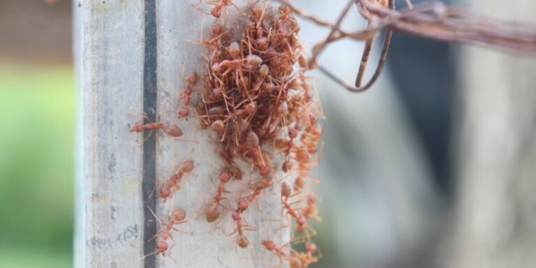 Les autorités se précipitent pour contenir les fourmis électriques envahissantes dans le sud de la France