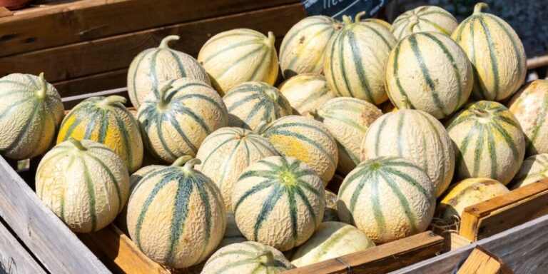 Les producteurs de melon français optimistes pour la saison à venir