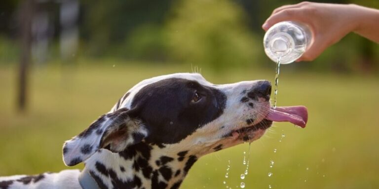 Canicule en France : comment aider vos animaux de compagnie et sauvages à faire face
