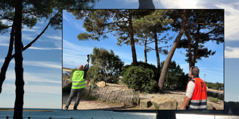 Des fusils de paintball utilisés pour lutter contre les chenilles processionnaires en Bretagne