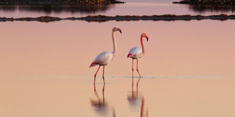 Des pylônes menacent la réserve naturelle de Camargue dans le sud de la France