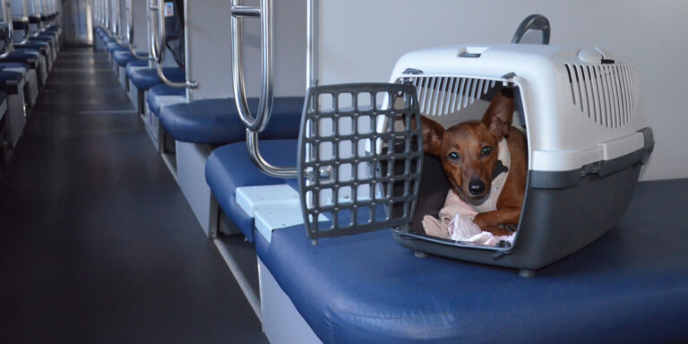 Des vétérinaires britanniques défendent le coût du certificat de santé des animaux de compagnie pour voyager en France