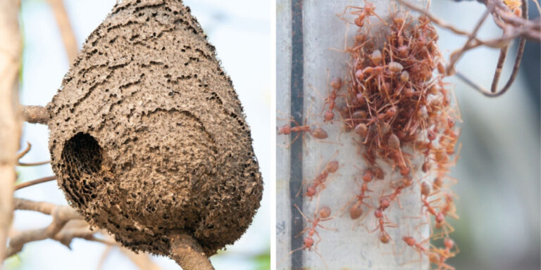Fourmis électriques et frelons asiatiques : la France milite en faveur d’un effort d’éradication à l’échelle européenne