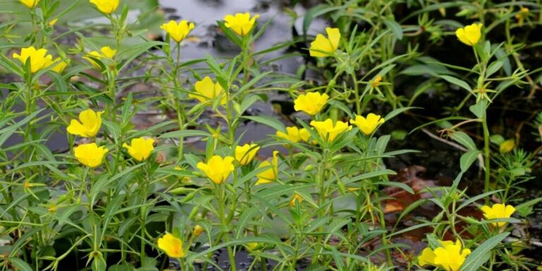 Il est interdit de planter une plante aquatique à fleurs jaunes commune dans les jardins français