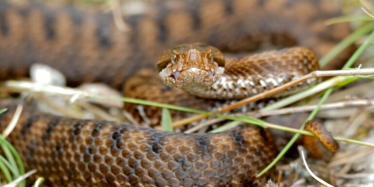 Les hélicoptères larguent-ils des serpents ? Une vieille rumeur façonne le débat environnemental français