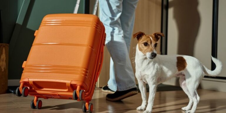 Les règles ont-elles changé pour amener des animaux de compagnie du Royaume-Uni en France ?