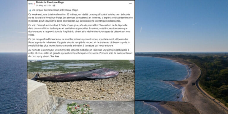 Une baleine de 13 mètres trouvée sur une plage en Nouvelle-Aquitaine