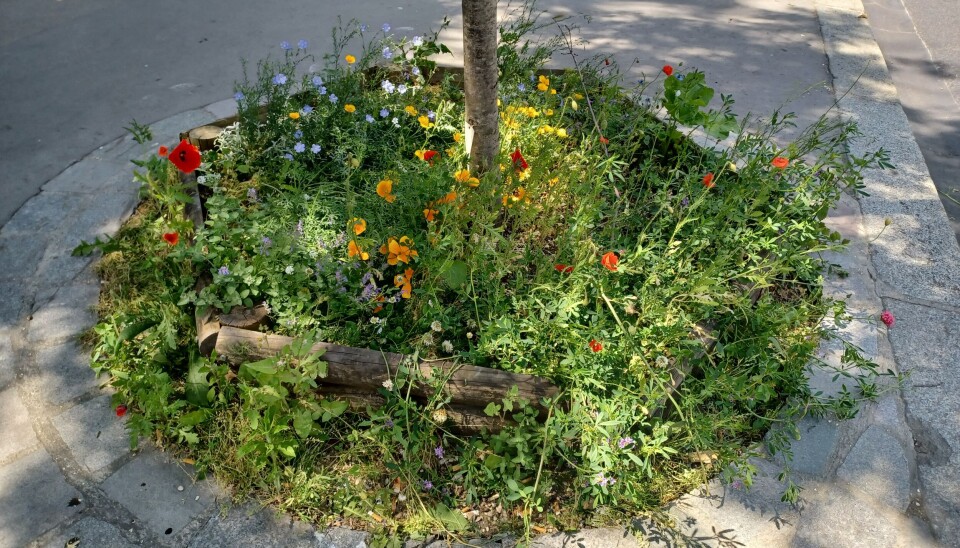 Parterre de fleurs circulaire avec fleurs sauvages et un petit arbre à côté d'un trottoir.