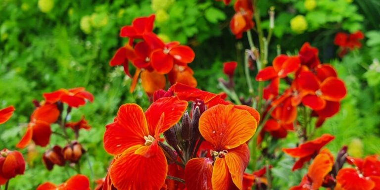 Comment faire pousser des bisannuelles : les meilleures fleurs pour un jardin de chalet durable