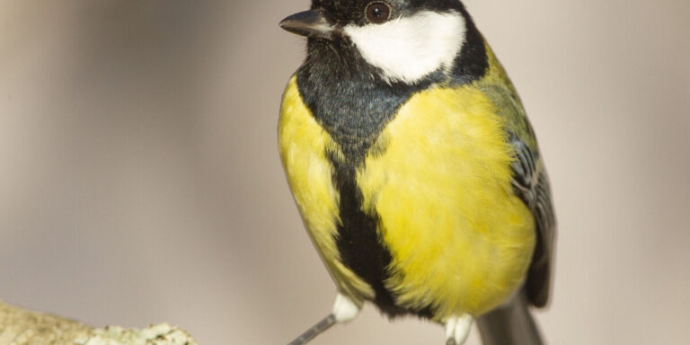 Comment identifier le chant des oiseaux en France : merles, merles, grives et mésanges
