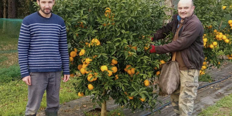 Comment le changement climatique favorise la culture des citrons yuzu dans le sud-ouest de la France