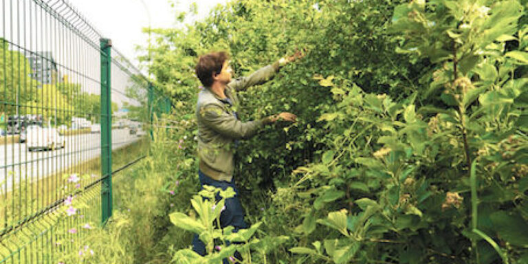 Comment les micro-forêts rafraîchissent les villes françaises et stimulent la biodiversité