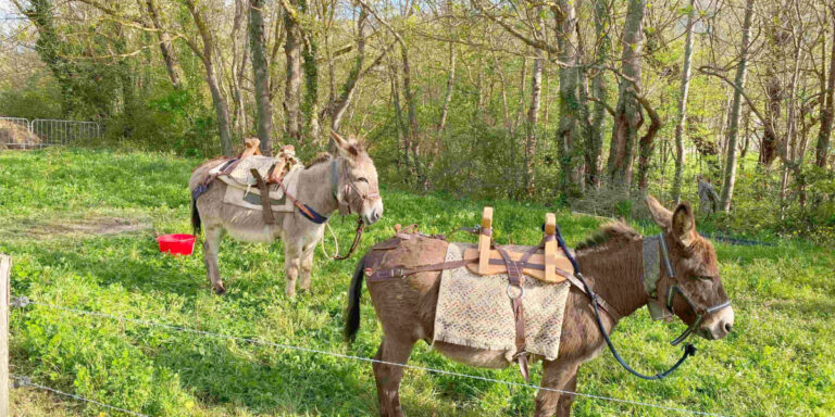 Découvrez la beauté sauvage de l&rsquo;Aude lors d&rsquo;une randonnée à dos d&rsquo;âne guidée par un botaniste
