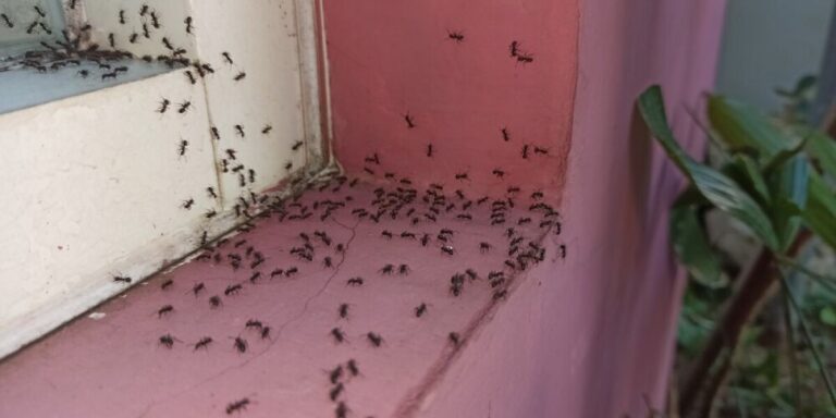 La canicule envoie des fourmis dans les maisons : pourquoi elles apparaissent et que faire