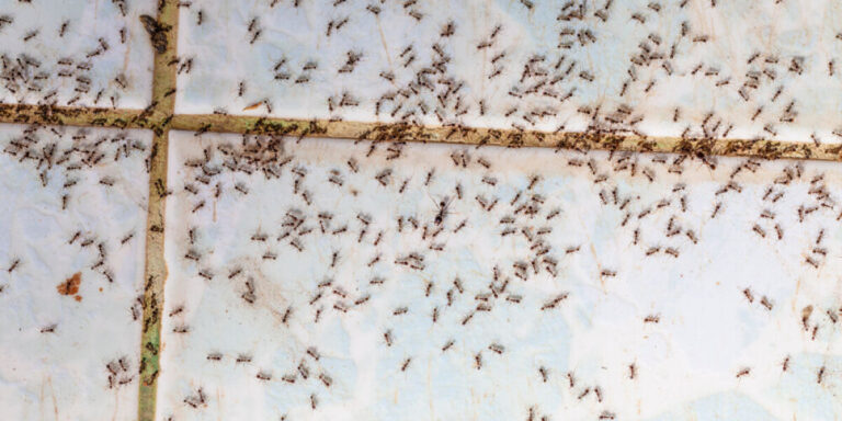Les lecteurs révèlent ce qui a fonctionné pour empêcher les fourmis d&rsquo;envahir leurs maisons