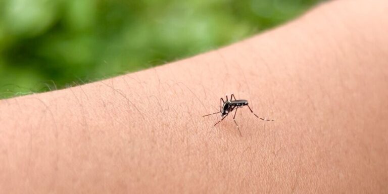Premiers cas indigènes de dengue enregistrés en France en 2026