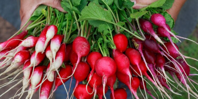 Radis : l&rsquo;heure du croquant au menu
