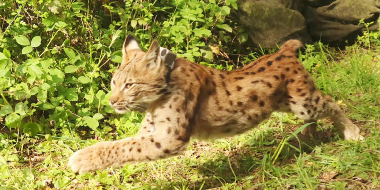 Un lynx orphelin relâché dans la nature dans le Jura pour renforcer une population fragile