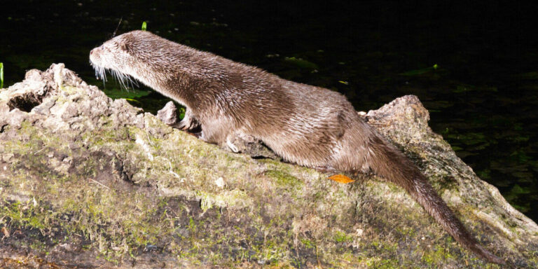 Une loutre d&rsquo;Europe aperçue dans l&rsquo;Hérault témoigne d&rsquo;une biodiversité accrue et d&rsquo;eaux plus propres