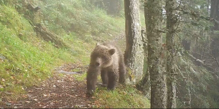 Vidéos : des images montrent des oursons en plein essor dans les Pyrénées