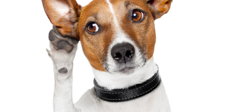 Apprendre le français : comment les animaux parlent différemment selon la langue