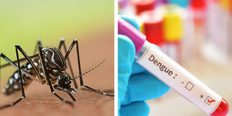 Cas autochtone de dengue signalé à Marseille