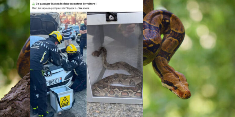Deux boas constricteurs retrouvés en liberté en trois jours en Haute-Garonne