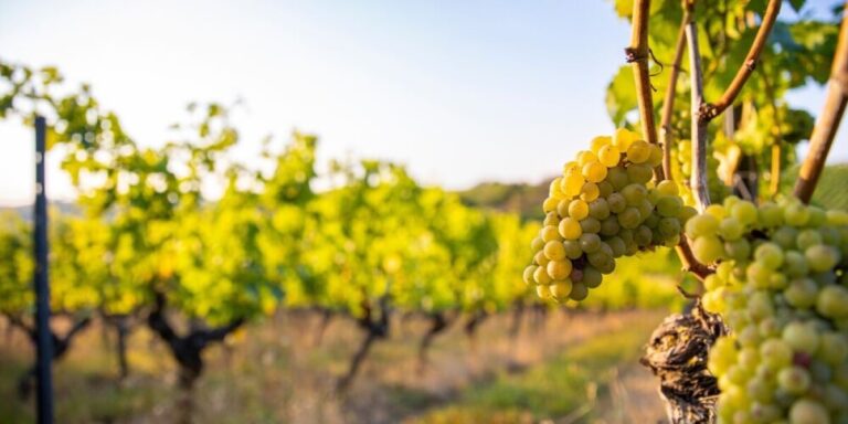 La chaleur entraîne des vendanges précoces du vin de Bordeaux – mais pas les plus précoces jamais enregistrées