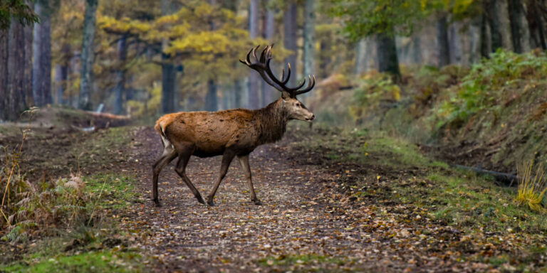 Le Var s&rsquo;apprête à interdire la chasse dans les communes touchées par les incendies de forêt