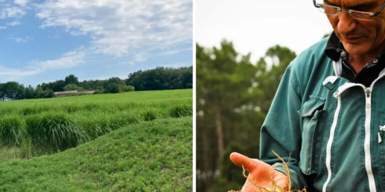 Les agriculteurs français se tournent vers les cultures exotiques face au changement climatique
