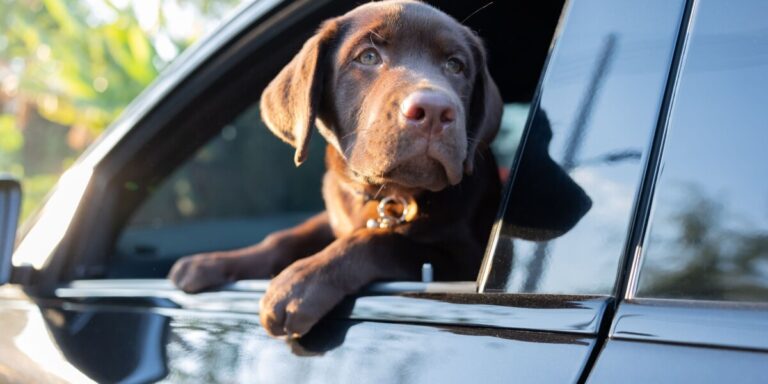 L&rsquo;interdiction de laisser les chiens dans les voitures s&rsquo;élargit en France