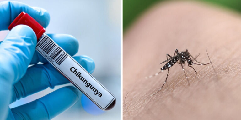 Lutte contre les moustiques en pleine épidémie de Chikungunya dans le sud-ouest de la France