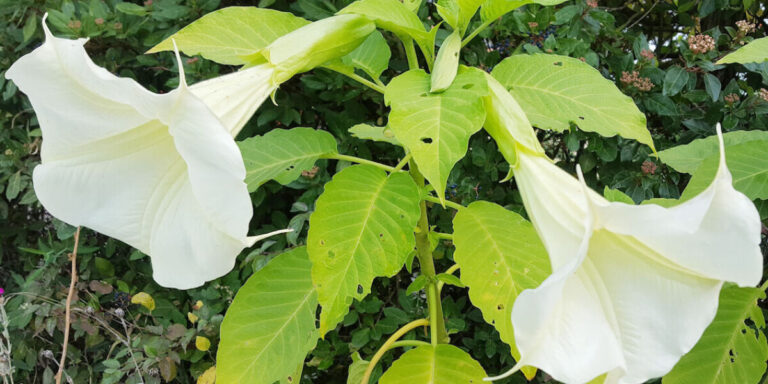 Obtenez cette sensation de jardin tropical avec des plantations en trompe-l&rsquo;œil