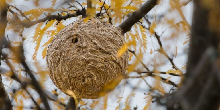 Pourquoi les frelons asiatiques sont une préoccupation majeure à la fin de l&rsquo;été en France