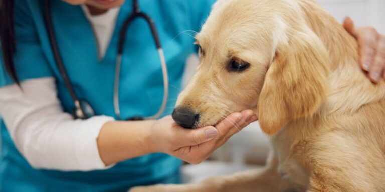 Puis-je amener un chien adopté en France au Royaume-Uni ?