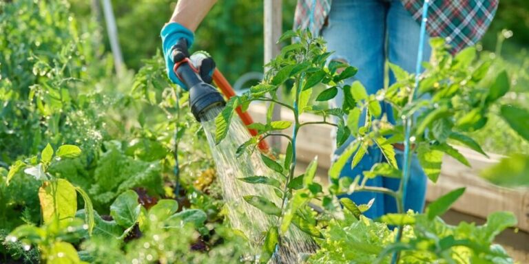 Puis-je réutiliser l’eau de douche ou de vaisselle dans mon jardin à la française en période de sécheresse ?