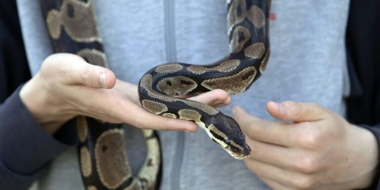 Python royal en liberté dans l&rsquo;ouest de la France