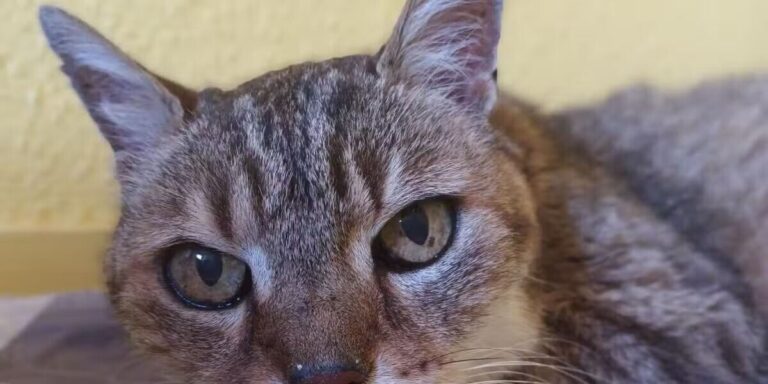 Sauvetage animalier des feux de forêt en Gironde : un chat disparu depuis 17 ans rendu à son propriétaire