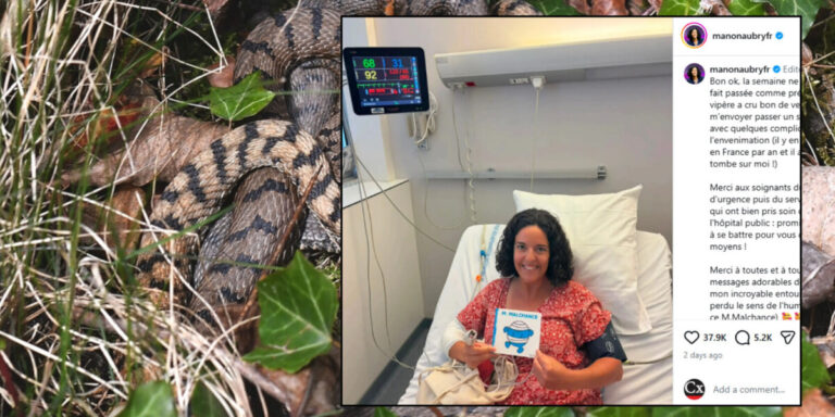 Un homme politique français hospitalisé suite à une morsure de serpent – ​​où se trouvent les vipères et comment se protéger