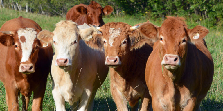 Voici pourquoi j&rsquo;ai arrêté de manger du bœuf français