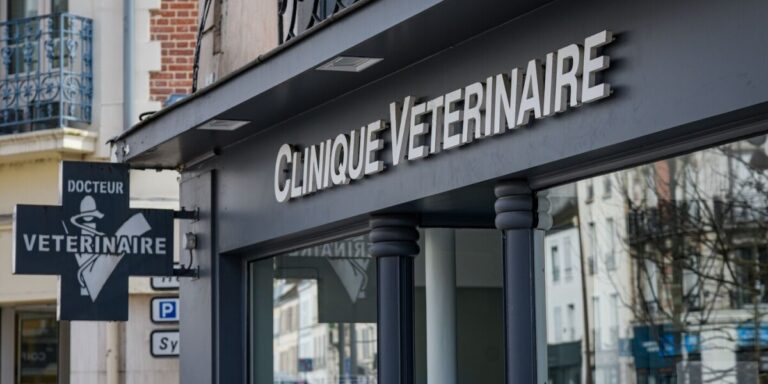 Choisir un vétérinaire en France : l&rsquo;expérience d&rsquo;un vétérinaire britannique en matière de soins aux animaux