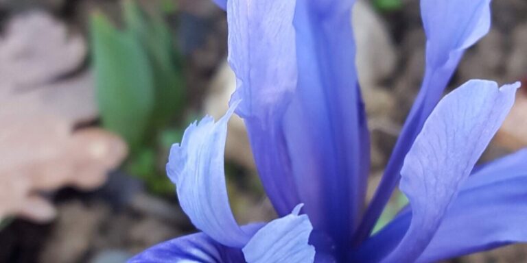 Comment faire pousser des iris en France : guide de plantation et d&rsquo;entretien