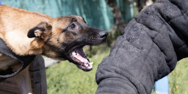Êtes-vous responsable si votre chien mord un cambrioleur en France ?