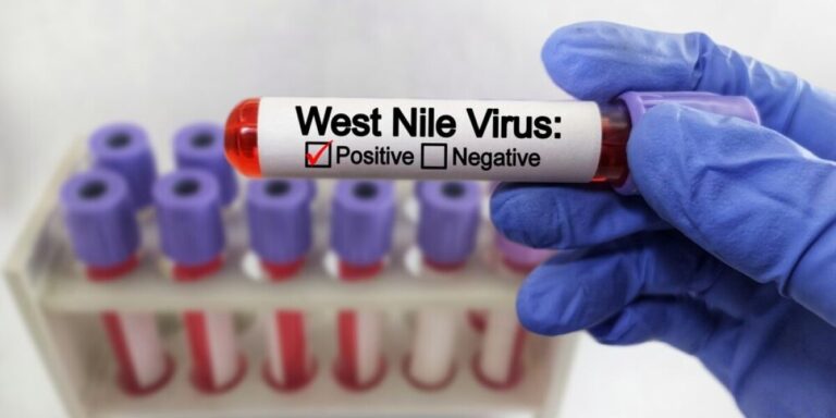 Le virus du Nil occidental se propage en Europe – 56 cas en France cette année