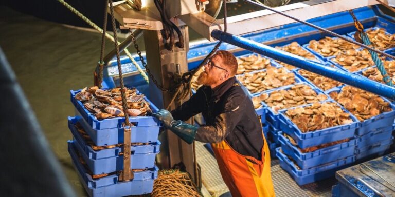 Les captures de coquilles Saint-Jacques de la Baie de Seine atteignent des niveaux records
