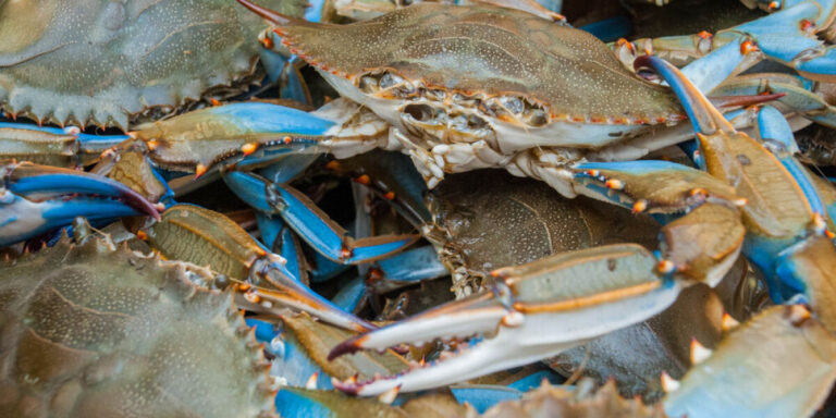Les pêcheurs français s&rsquo;unissent contre le crabe bleu américain, une espèce envahissante