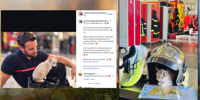 Les pompiers adoptent un chat sauvé d&rsquo;une poubelle lors des incendies en Nouvelle-Aquitaine